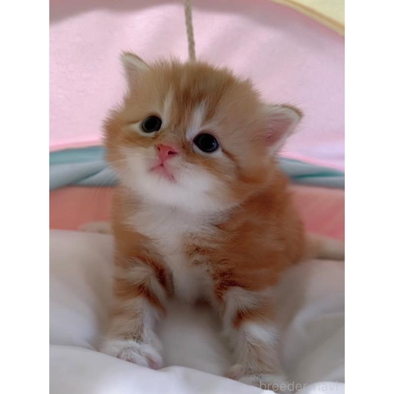 販売中の岐阜県のスコティッシュフォールド-128309の3枚目