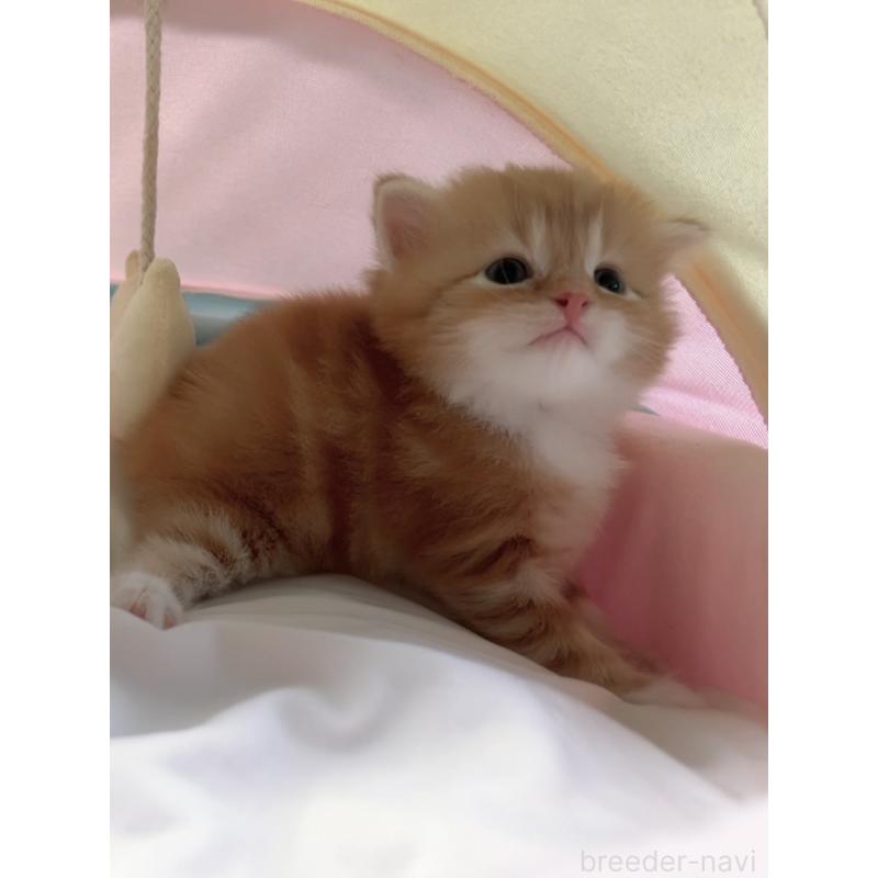 販売中の岐阜県のスコティッシュフォールド-128309の2枚目