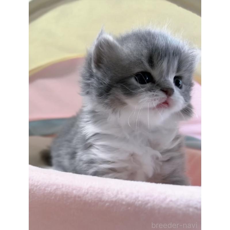 販売中の岐阜県のスコティッシュフォールド-128315の2枚目