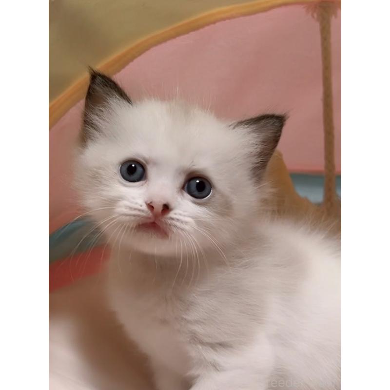 販売中の岐阜県のラグドール-128322の2枚目