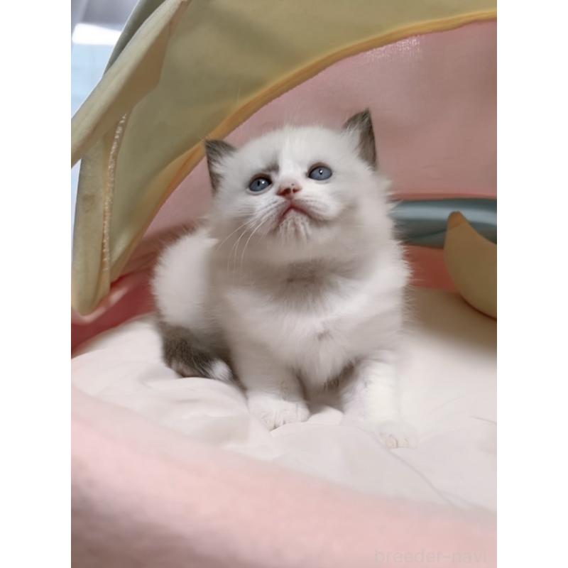 販売中の岐阜県のラグドール-128324の5枚目