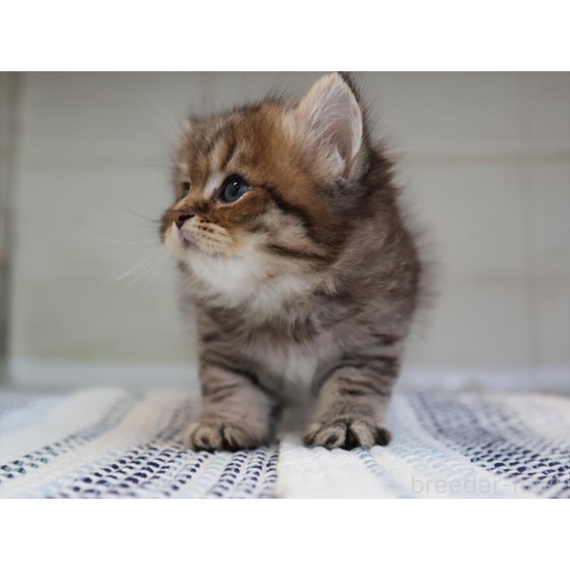 成約済の愛知県のブリティッシュショートヘア-127308の10枚目