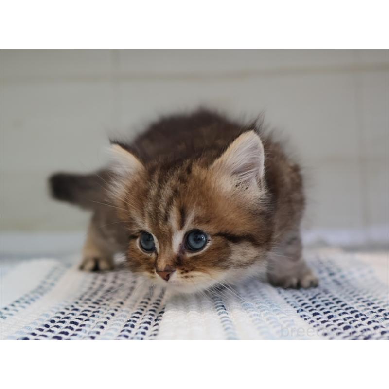 成約済の愛知県のブリティッシュショートヘア-127308の9枚目