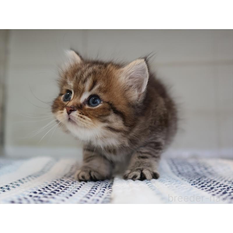 成約済の愛知県のブリティッシュショートヘア-127308の8枚目