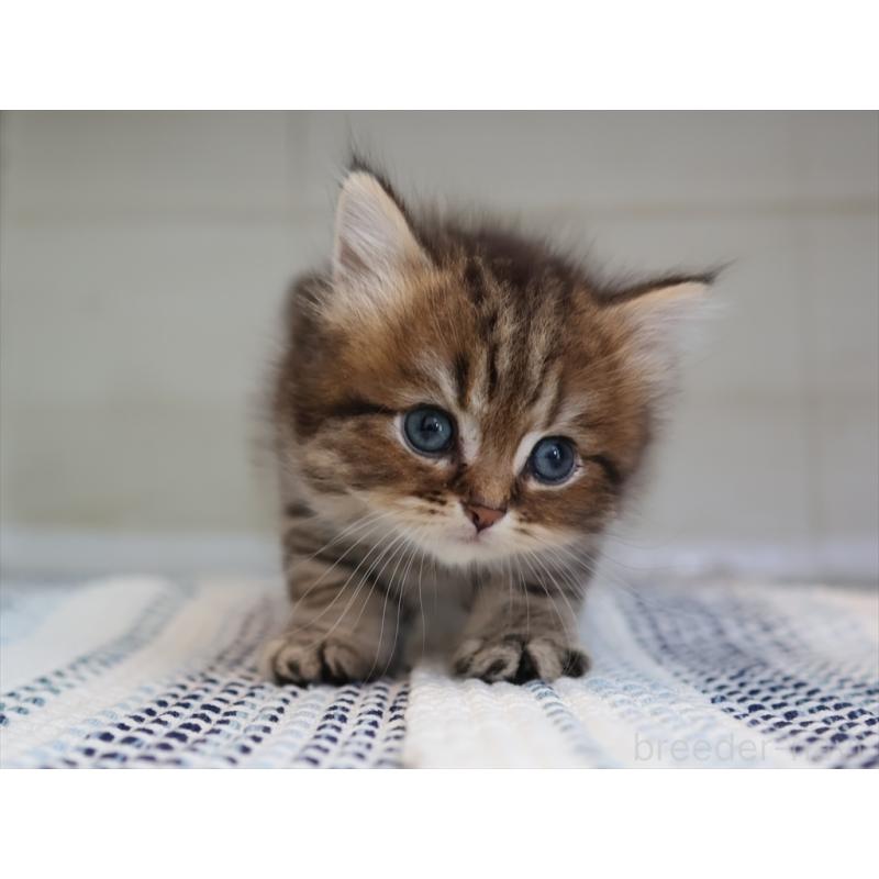 成約済の愛知県のブリティッシュショートヘア-127308の7枚目