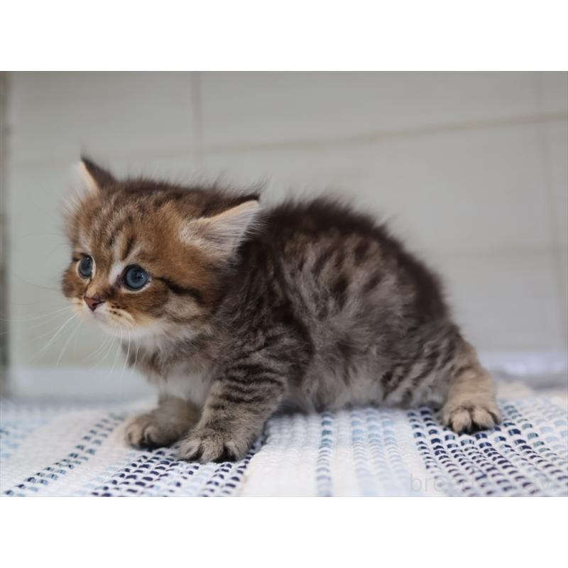 成約済の愛知県のブリティッシュショートヘア-127308の6枚目