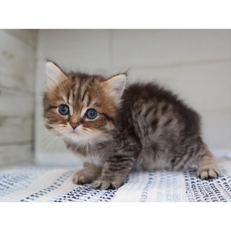 成約済の愛知県のブリティッシュショートヘア-127308の5枚目