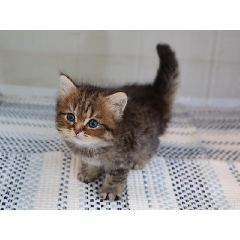 成約済の愛知県のブリティッシュショートヘア-127308の4枚目