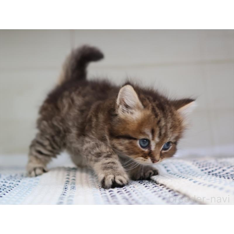 成約済の愛知県のブリティッシュショートヘア-127308の3枚目