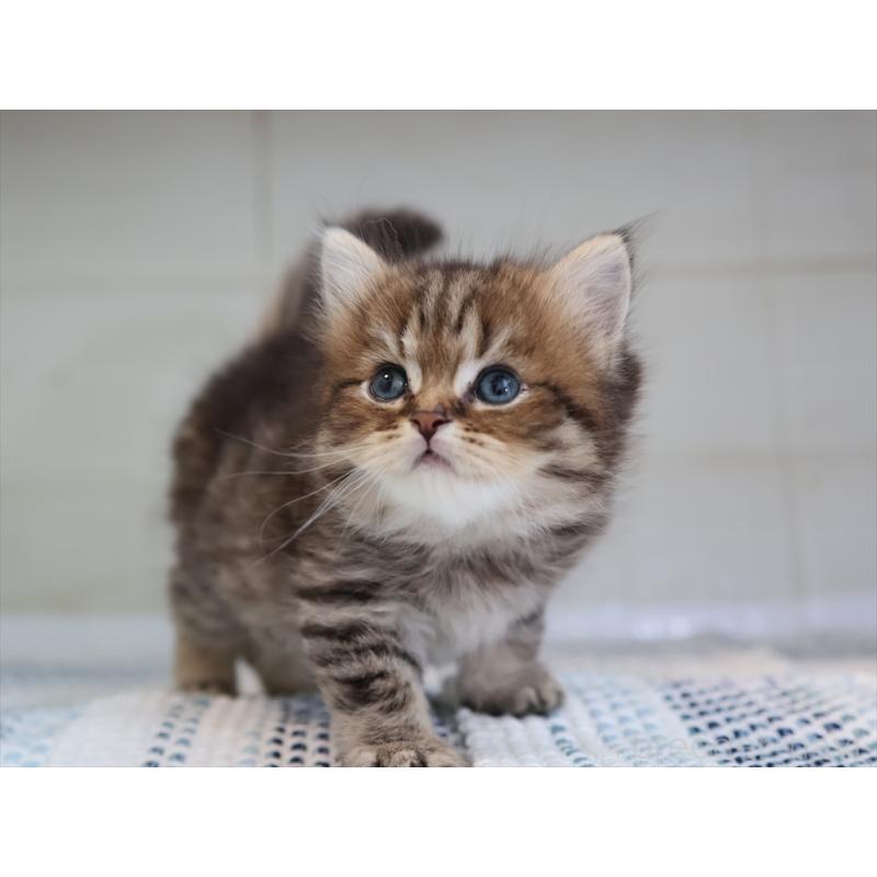 成約済の愛知県のブリティッシュショートヘア-127308の2枚目