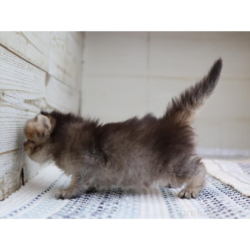 成約済の愛知県のブリティッシュショートヘア-127734の14枚目