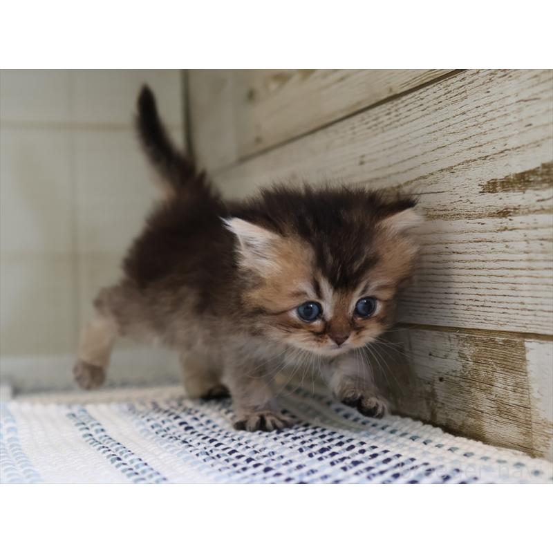 成約済の愛知県のブリティッシュショートヘア-127734の13枚目