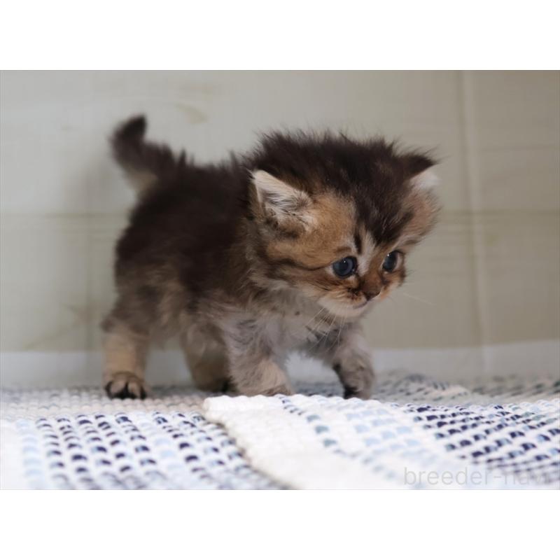 成約済の愛知県のブリティッシュショートヘア-127734の12枚目