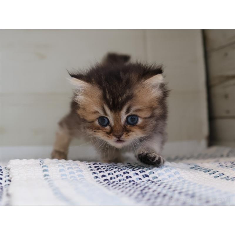 成約済の愛知県のブリティッシュショートヘア-127734の11枚目