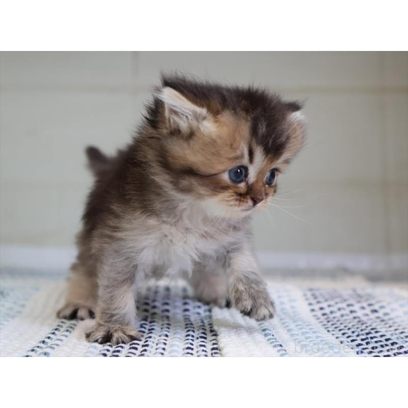 成約済の愛知県のブリティッシュショートヘア-127734の10枚目