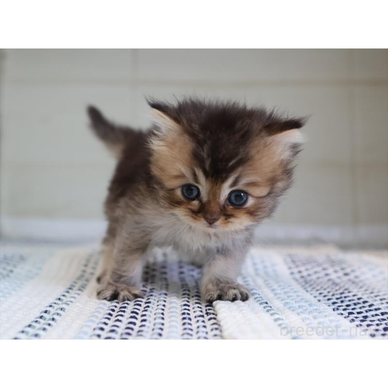 成約済の愛知県のブリティッシュショートヘア-127734の9枚目