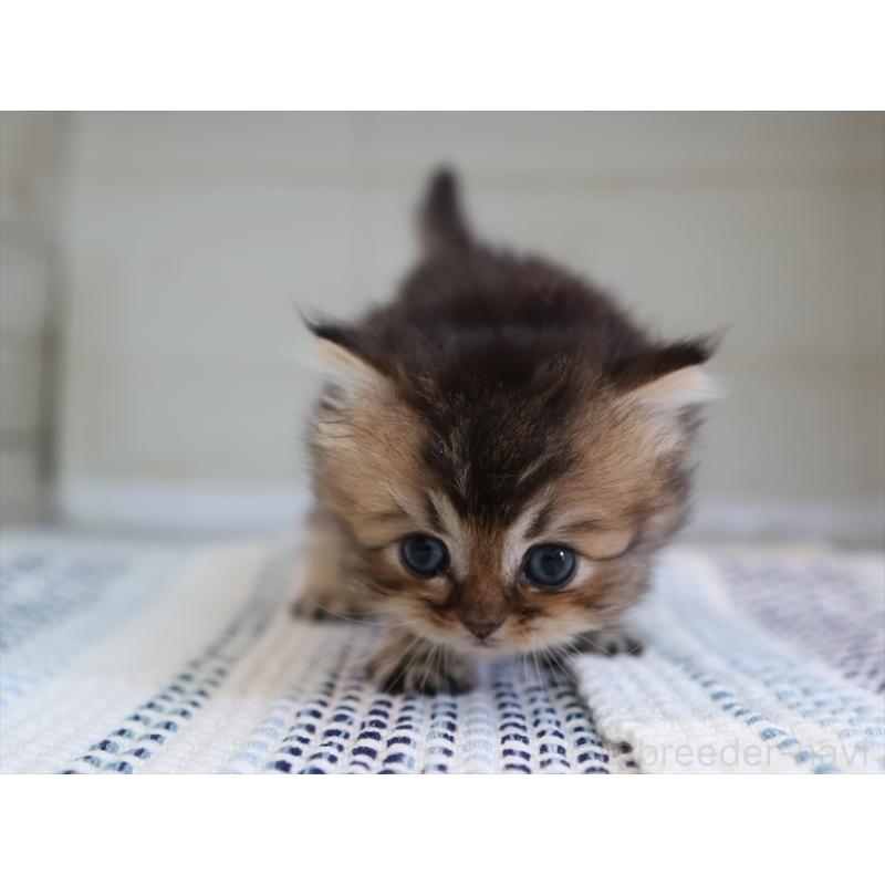 成約済の愛知県のブリティッシュショートヘア-127734の8枚目