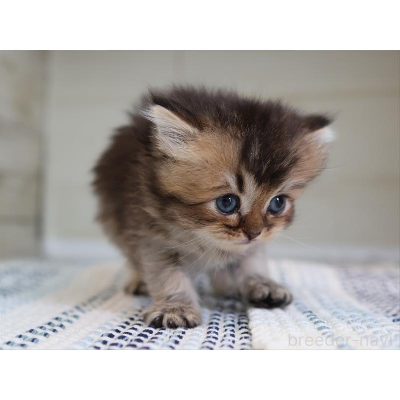 成約済の愛知県のブリティッシュショートヘア-127734の7枚目