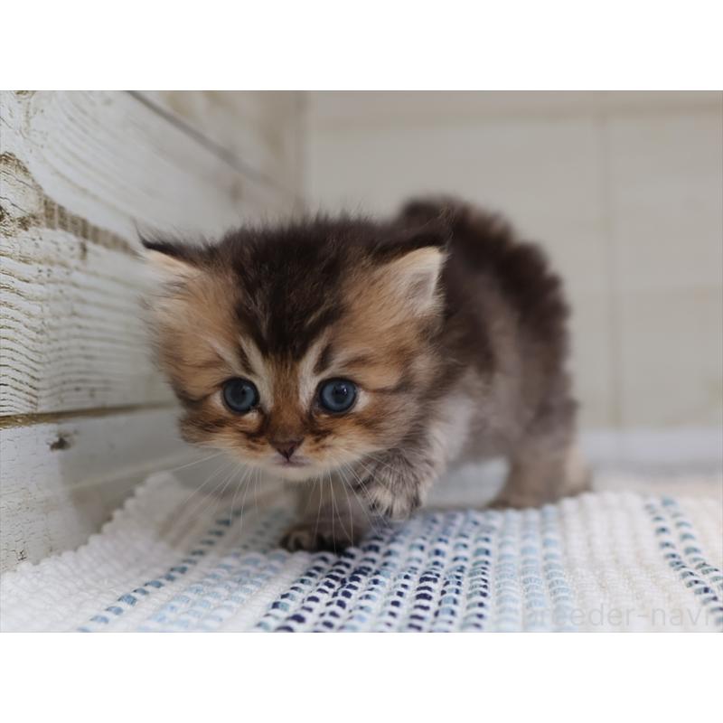 成約済の愛知県のブリティッシュショートヘア-127734の6枚目