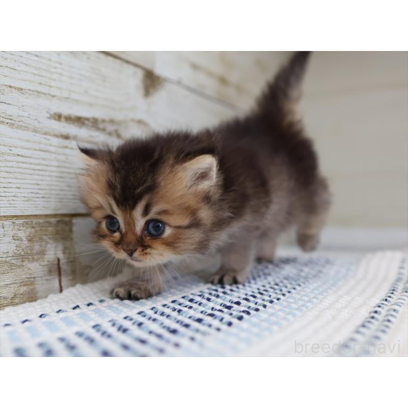 成約済の愛知県のブリティッシュショートヘア-127734の5枚目