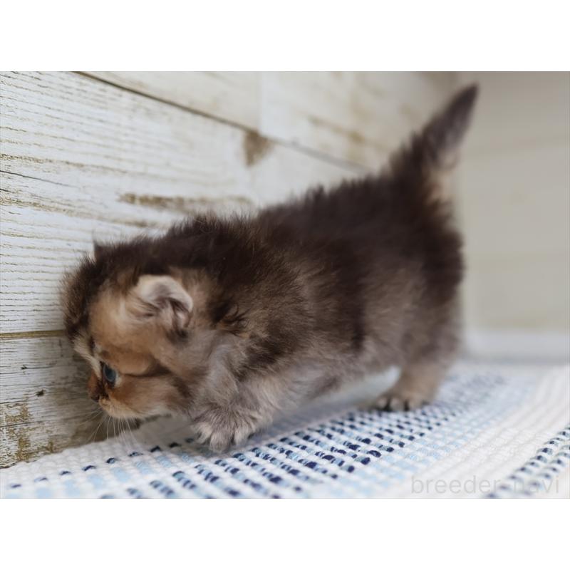 成約済の愛知県のブリティッシュショートヘア-127734の4枚目