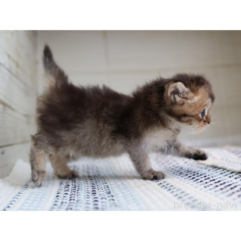 成約済の愛知県のブリティッシュショートヘア-127734の3枚目