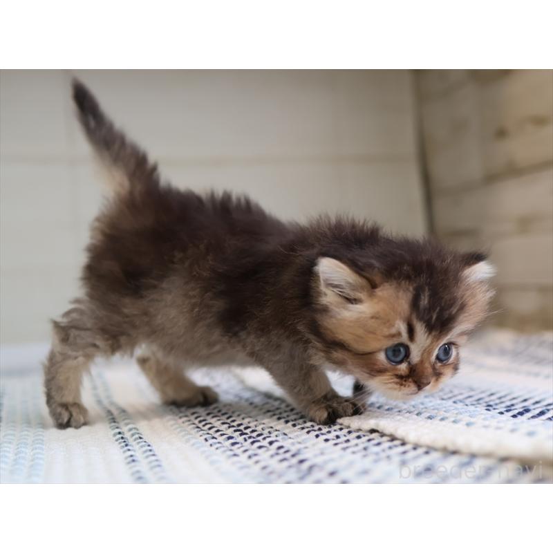 成約済の愛知県のブリティッシュショートヘア-127734の2枚目