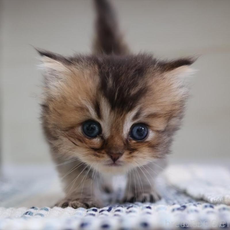 成約済の愛知県のブリティッシュショートヘア-127734の1枚目