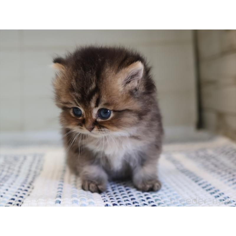 成約済の愛知県のブリティッシュショートヘア-127735の23枚目