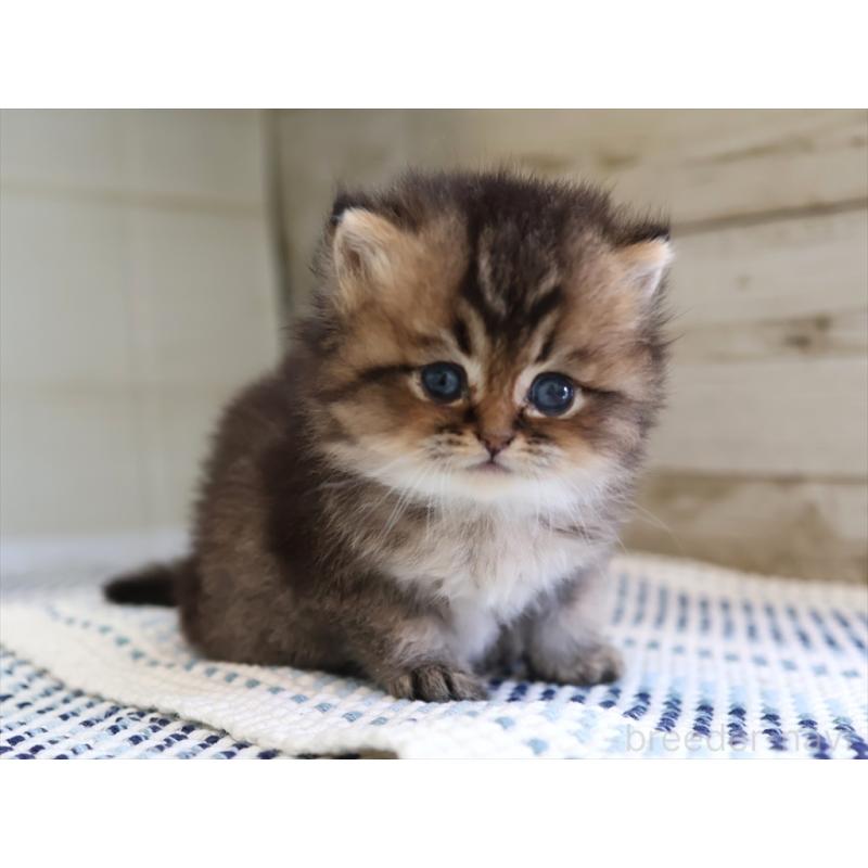 成約済の愛知県のブリティッシュショートヘア-127735の22枚目