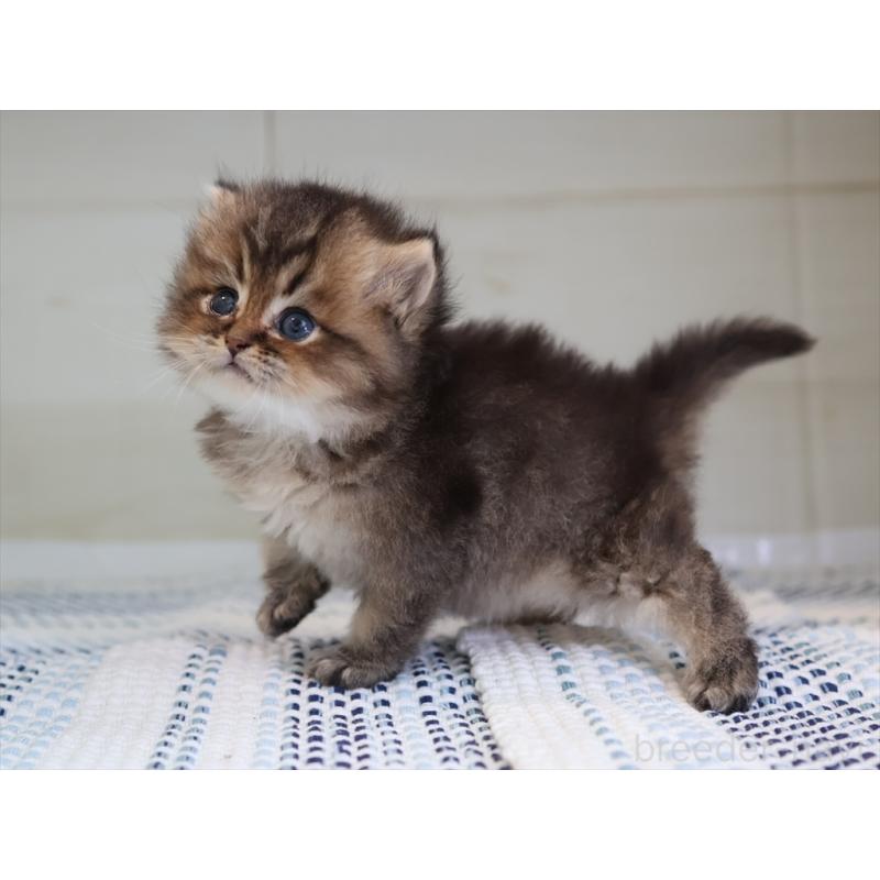 成約済の愛知県のブリティッシュショートヘア-127735の21枚目