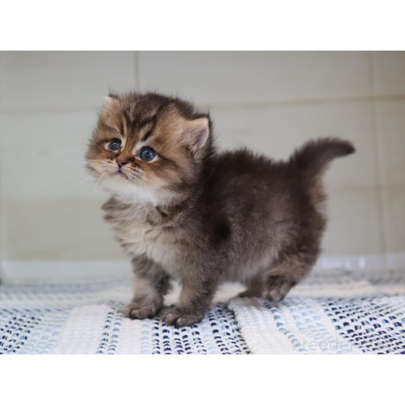 成約済の愛知県のブリティッシュショートヘア-127735の20枚目