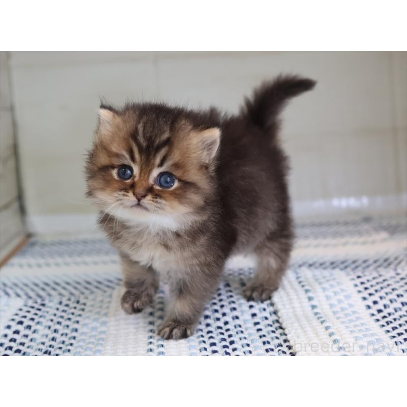 成約済の愛知県のブリティッシュショートヘア-127735の19枚目