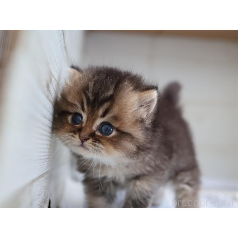 成約済の愛知県のブリティッシュショートヘア-127735の18枚目