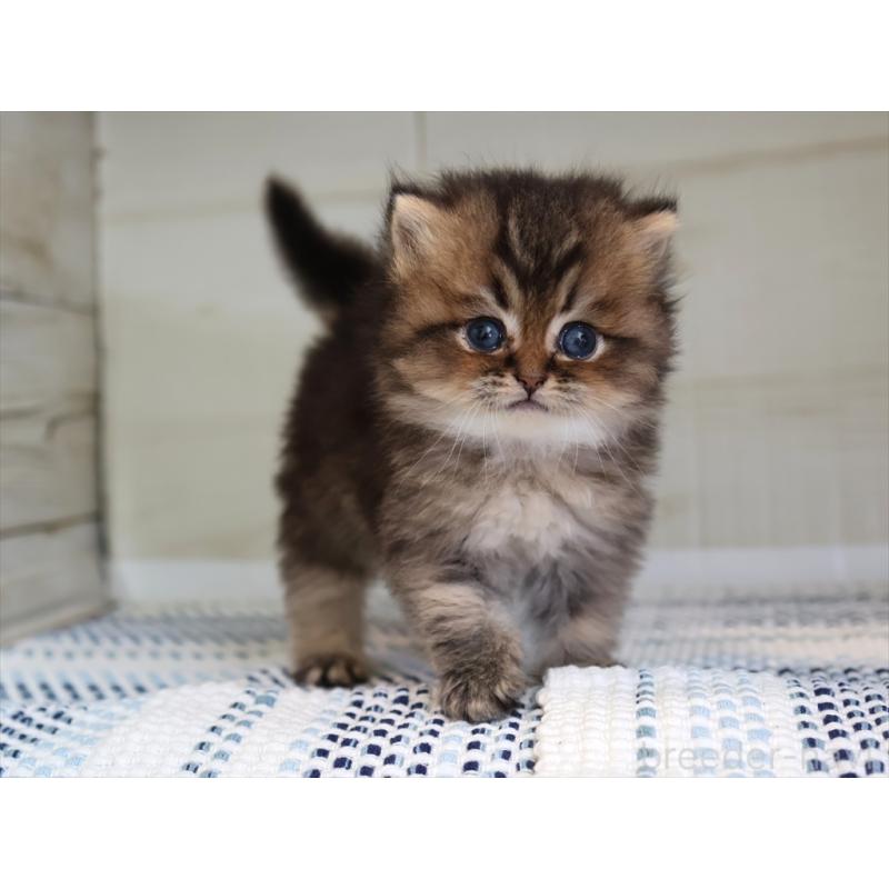 成約済の愛知県のブリティッシュショートヘア-127735の17枚目