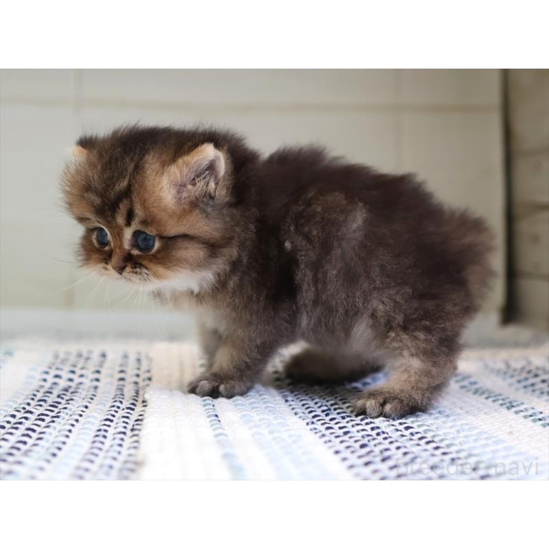 成約済の愛知県のブリティッシュショートヘア-127735の16枚目