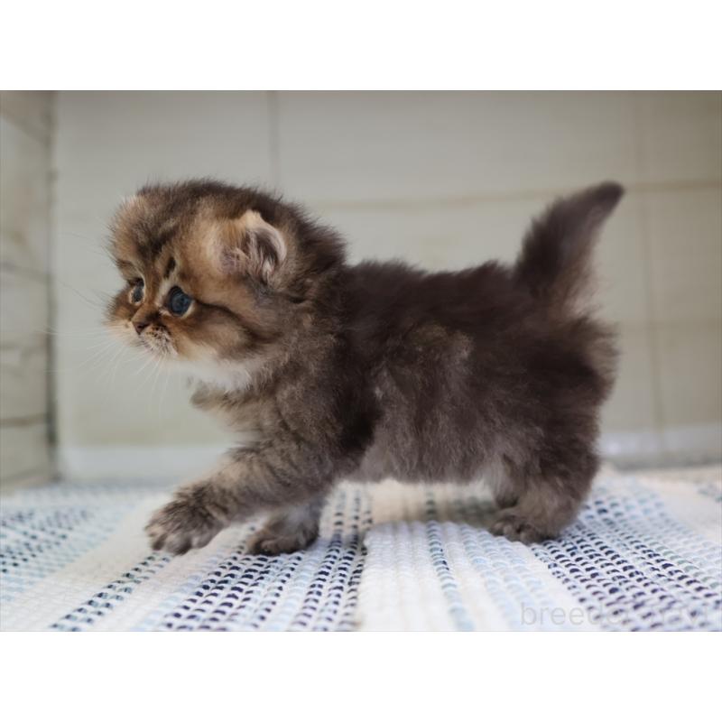 成約済の愛知県のブリティッシュショートヘア-127735の15枚目