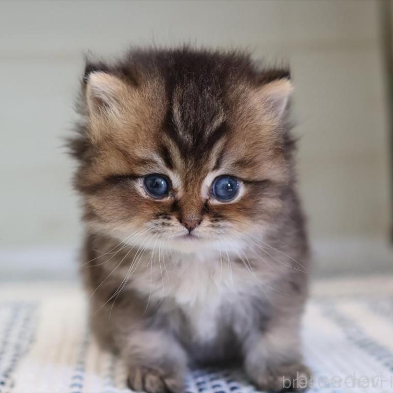 成約済の愛知県のブリティッシュショートヘア-127735の14枚目