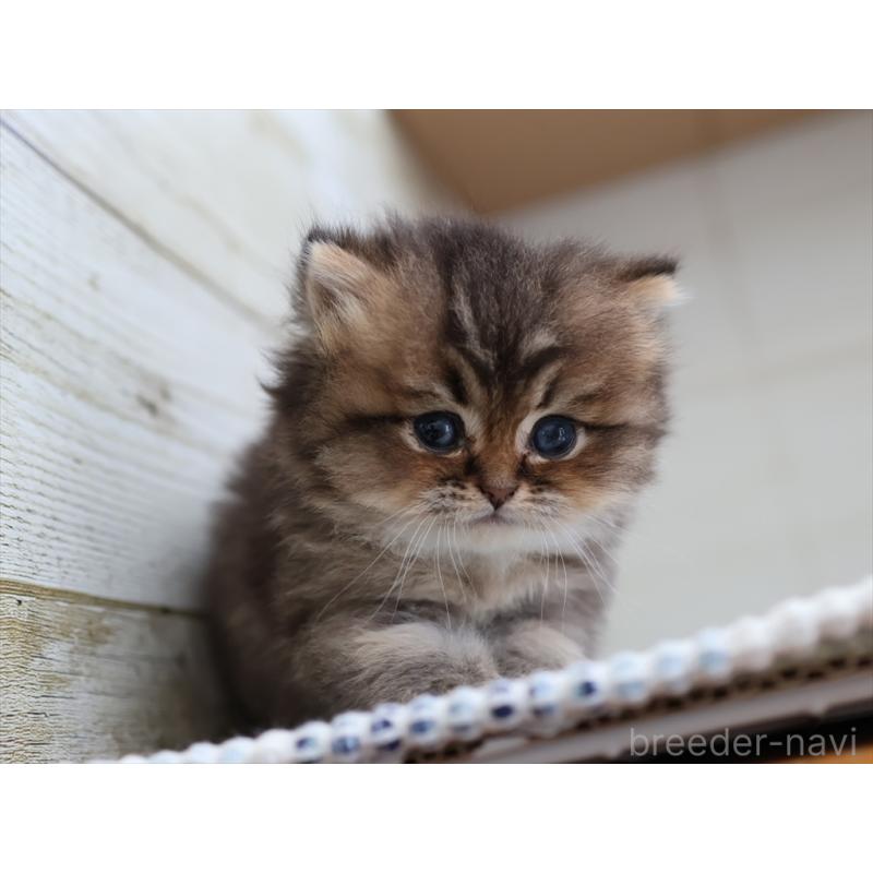 成約済の愛知県のブリティッシュショートヘア-127735の13枚目