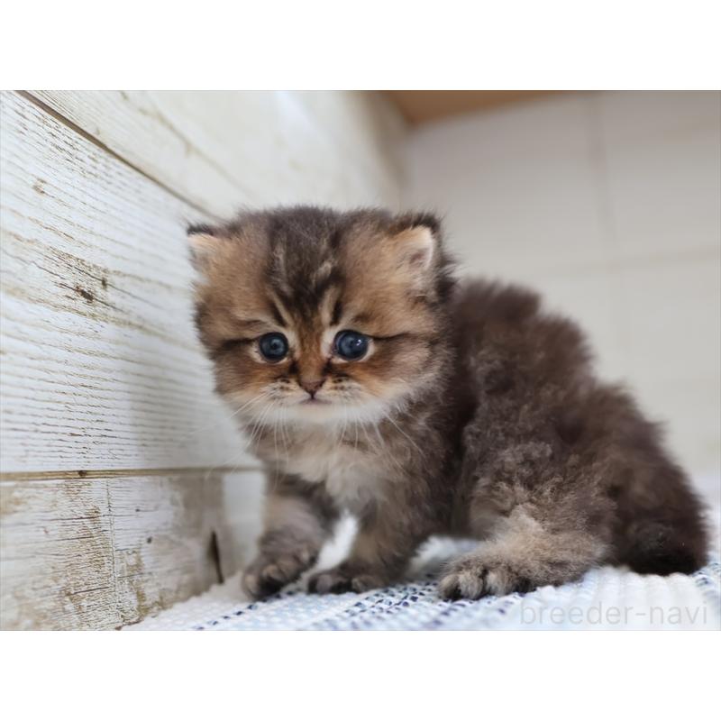 成約済の愛知県のブリティッシュショートヘア-127735の12枚目