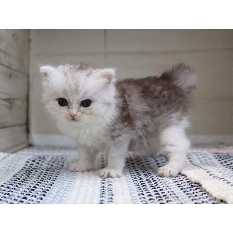 成約済の愛知県のブリティッシュショートヘア-127737の13枚目