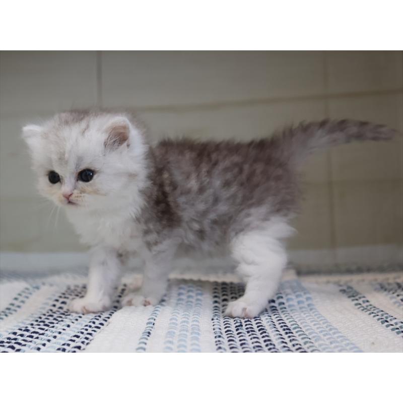 成約済の愛知県のブリティッシュショートヘア-127737の12枚目