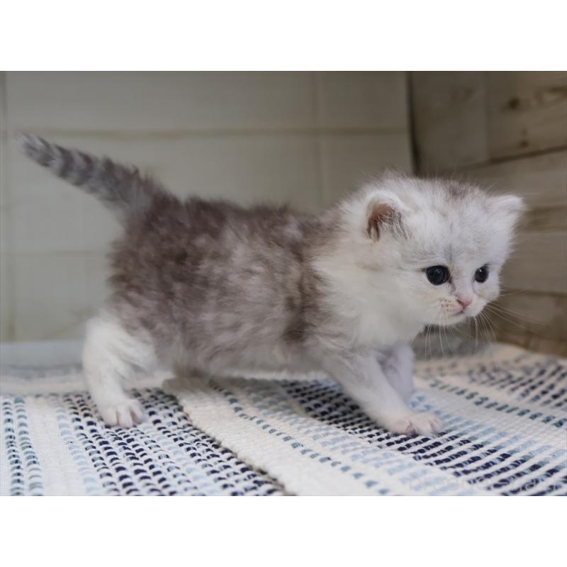 成約済の愛知県のブリティッシュショートヘア-127737の11枚目