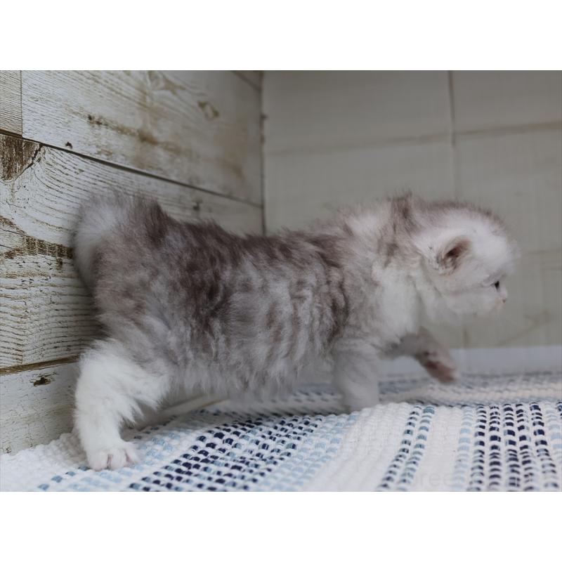 成約済の愛知県のブリティッシュショートヘア-127737の10枚目