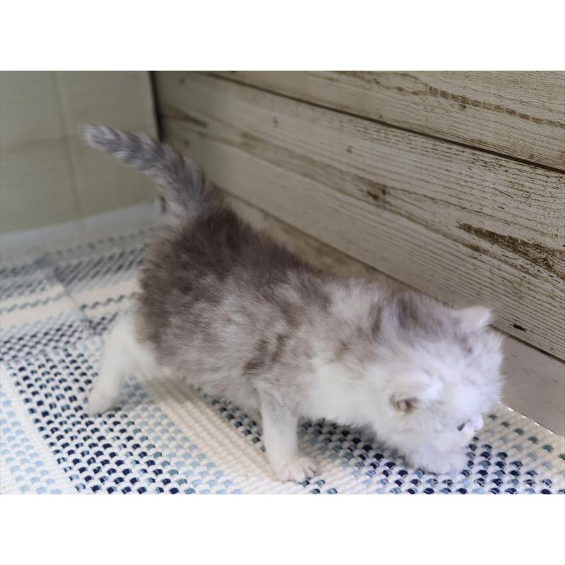 成約済の愛知県のブリティッシュショートヘア-127737の9枚目