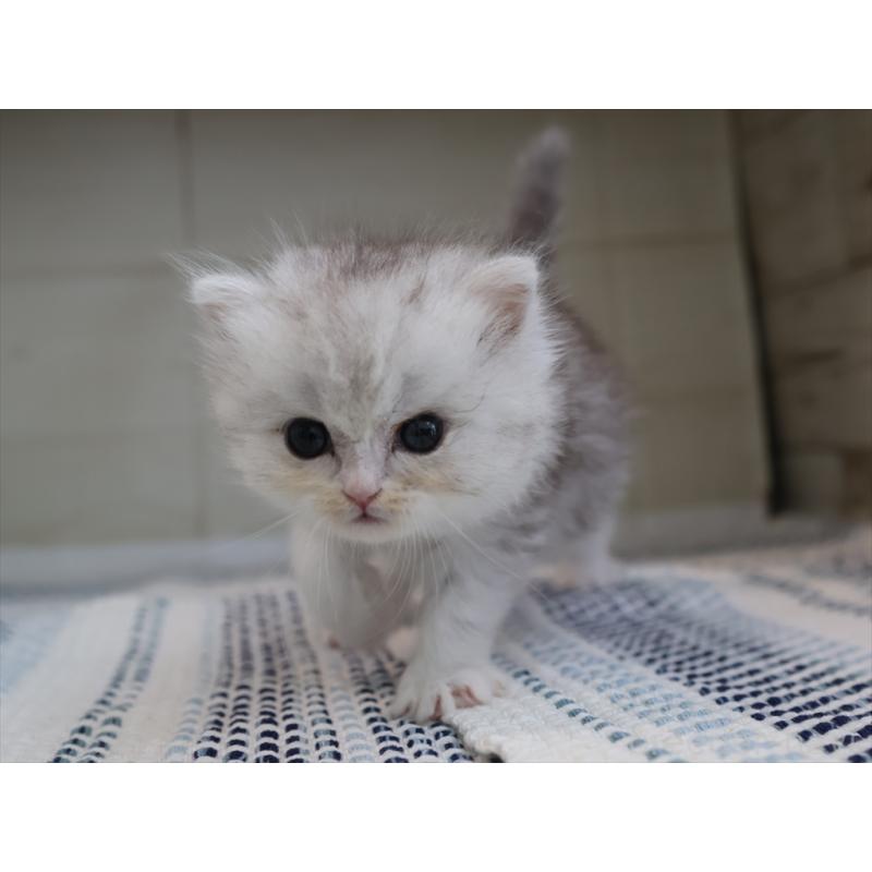 成約済の愛知県のブリティッシュショートヘア-127737の8枚目