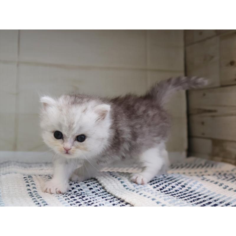 成約済の愛知県のブリティッシュショートヘア-127737の7枚目