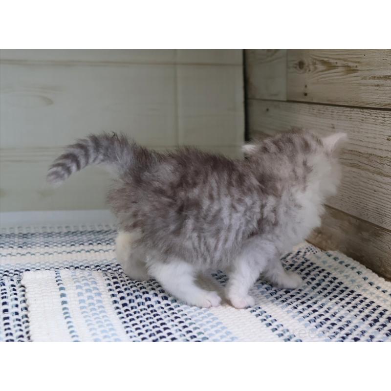 成約済の愛知県のブリティッシュショートヘア-127737の6枚目