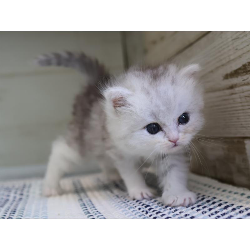 成約済の愛知県のブリティッシュショートヘア-127737の5枚目