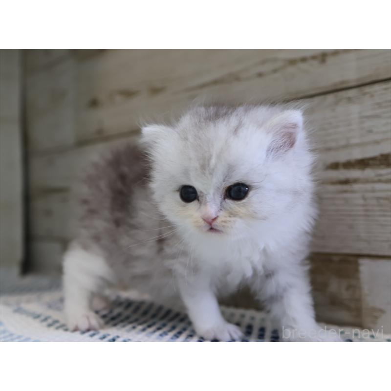 成約済の愛知県のブリティッシュショートヘア-127737の4枚目